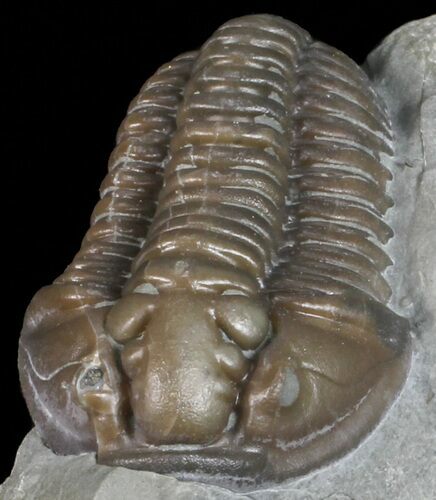 Flexicalymene Trilobite - Ohio #57858